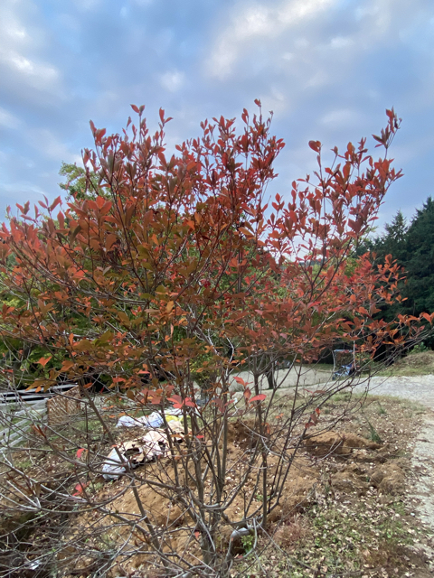 D37B7D40-7950-4123-BDCA-C1B916B739AA.jpg